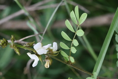 Tephrosia villosa